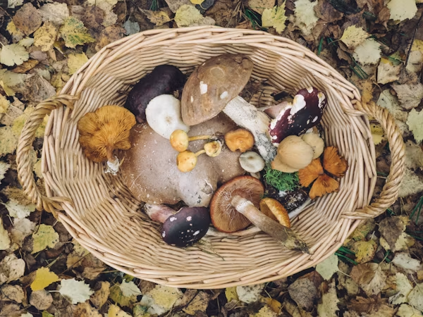 Botanical illustration of a cluster of wild mushrooms