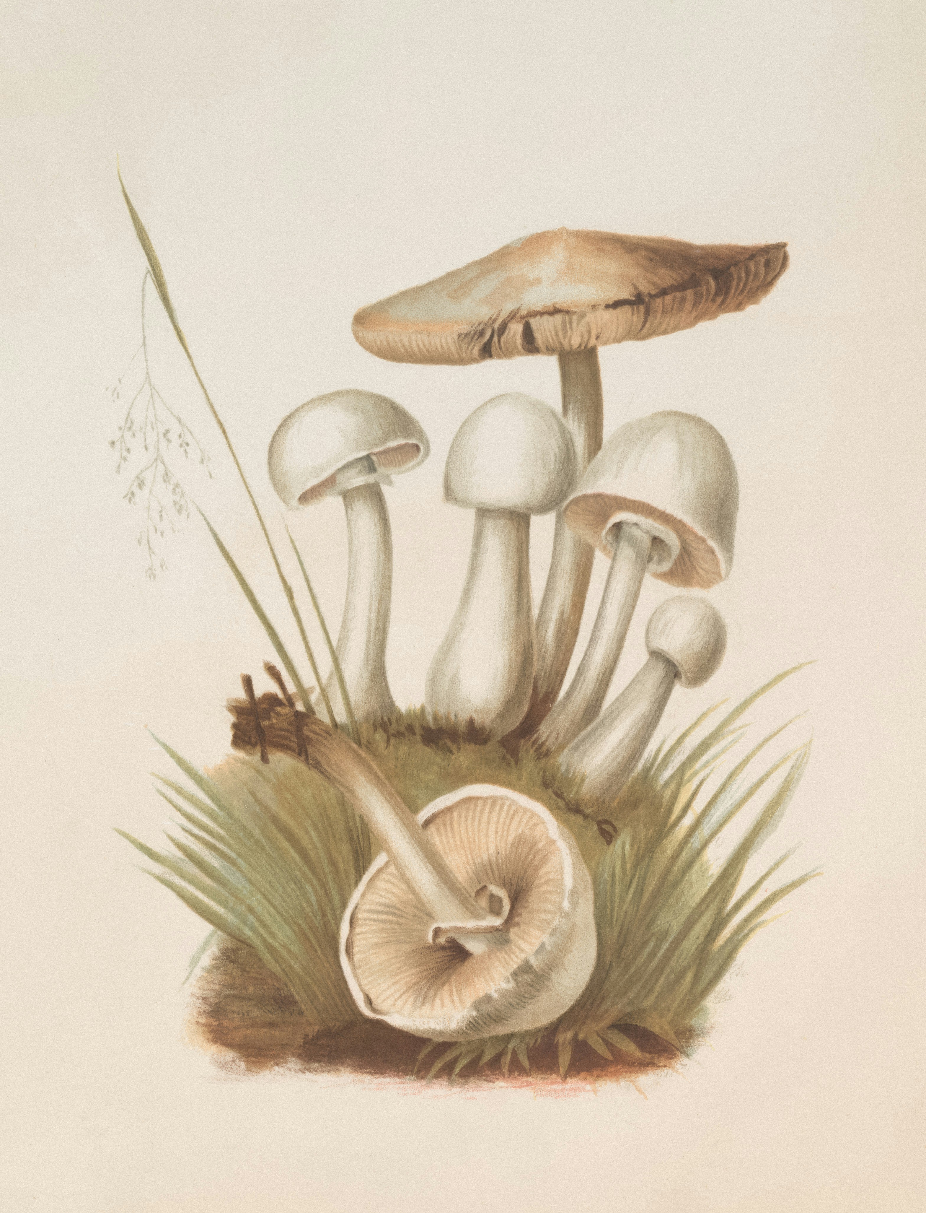 Botanical illustration of a cluster of wild mushrooms