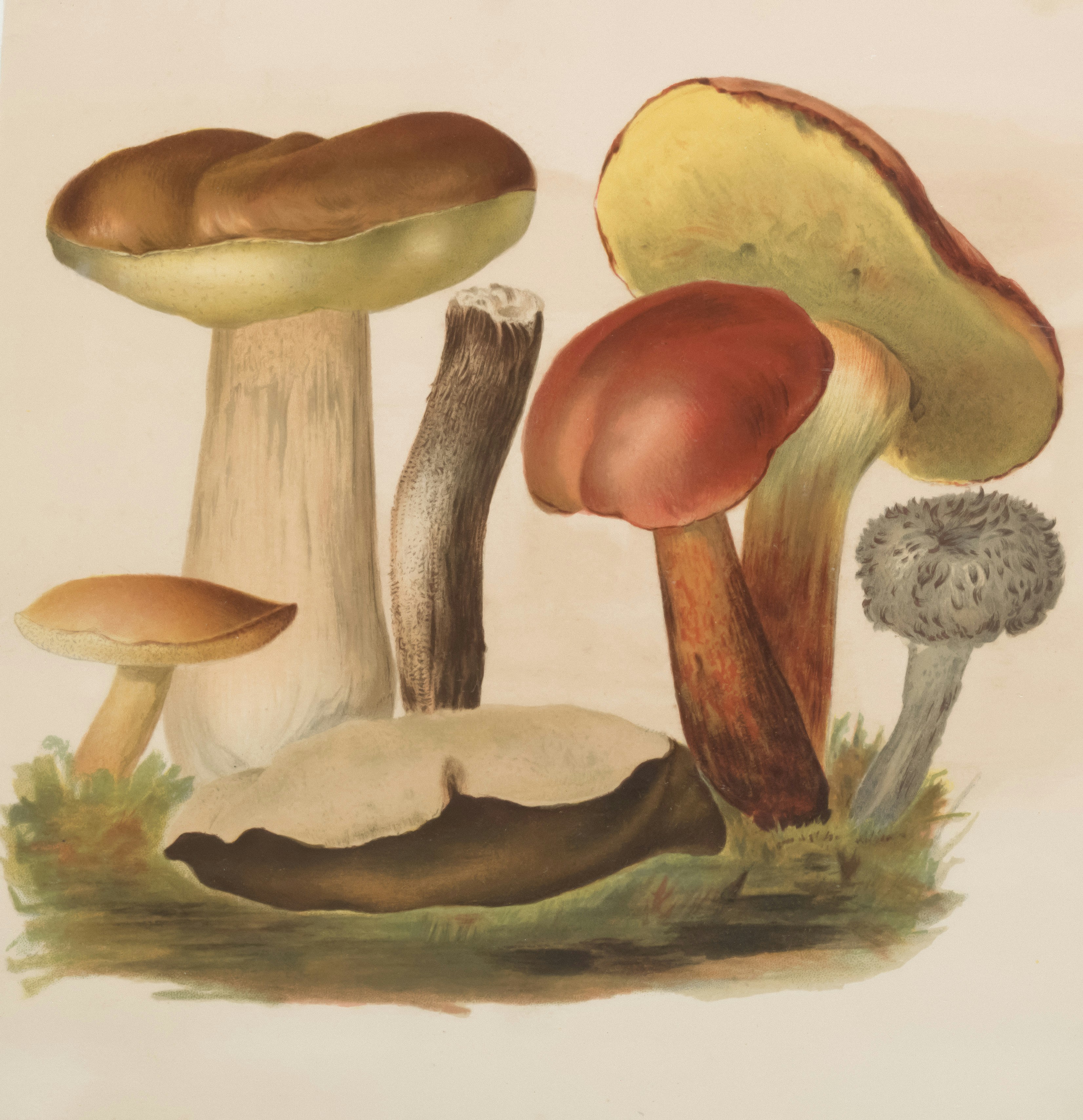 Botanical illustration of a cluster of wild mushrooms